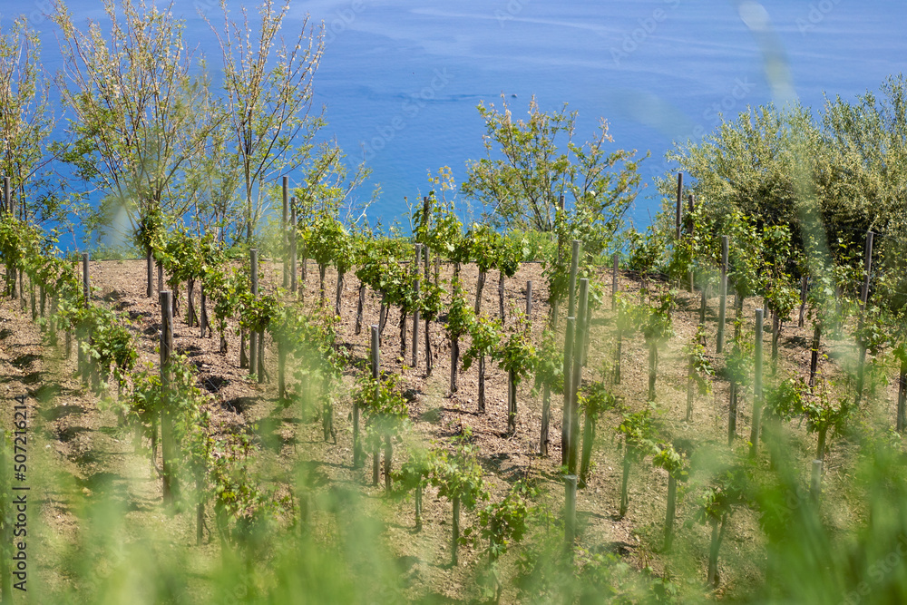 sunny rows of vines in the field on a vineyard in europe with sea in the background sunny rows of vines in the field on a vineyard in europe with sea in the background