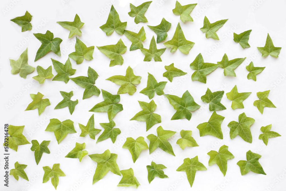 Ivy leaves on a white background. Elements for design from ivy leaves. Ivy leaves on a white background. Elements for design from ivy leaves.