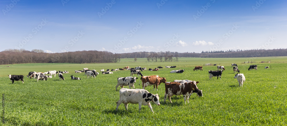 Panorama of a group of Holstein cows in the hills of Gaasterland, Netherlands Panorama of a group of Holstein cows in the hills of Gaasterland, Netherlands