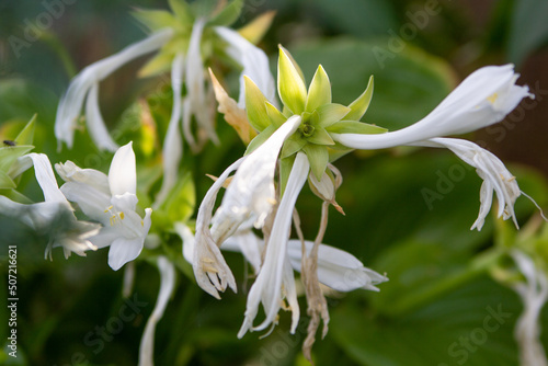 Host. Blossoming white flowers. Close-up. On a blurred green background. Selective focus. High quality photo. copyspace