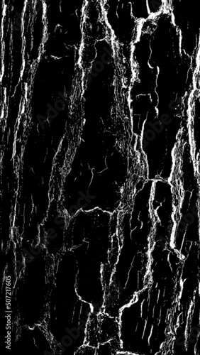 Black white texture of rugged relief fractured bark wood of aged cork oak. Old rough grunge of uneven ridged hard dry crust surface. Deep cut grooved coated layer, convex ornate textured rustic design