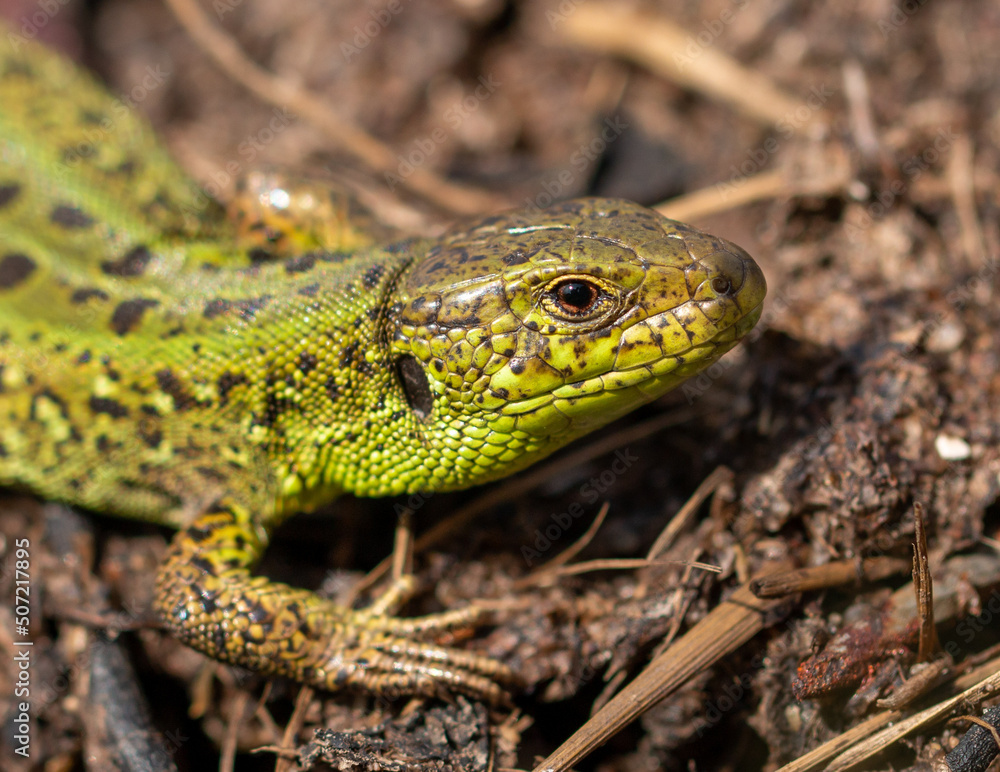 Green lizard on the ground in spring. Green lizard on the ground in spring.