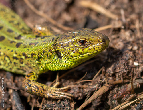 Green lizard on the ground in spring. © schankz