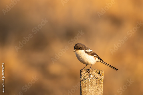 Southern Fiscal, Common Fiscal, Fiscal Shrike (Lanius collaris) aka Jackie Hangman or Butcherbird, Drakensberg, South Africa. Known for impaling its prey in a larder for later consumption photo