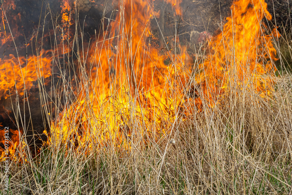 Burning old dry grass. Tongues red flame and burning dry yellowed grass in smoke