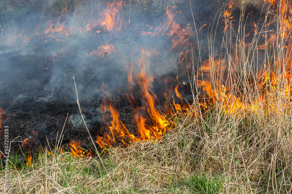 Burning old dry grass in garden. Flaming dry grass on a field. Forest fire. Stubble field is burned by farmer. Fire in the Field