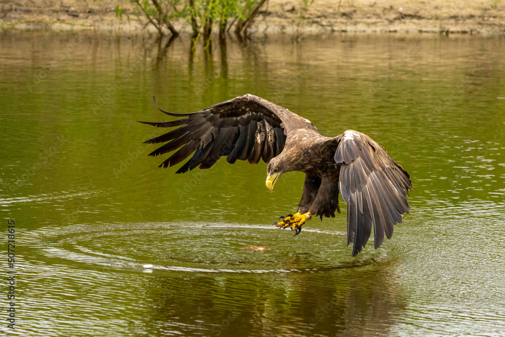 A hunting European eagle makes the landing above water, trees in the background. Grabs the prey in the lake with its claws. Detail, fish, impressive
