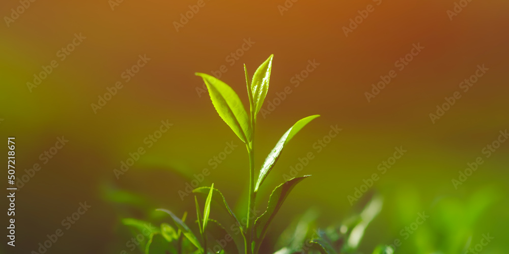 Naklejka premium Tea bud and leaves on tea tree growing on Sri Lanka tea plantations. High quality advertising banner photo with copy space background for text