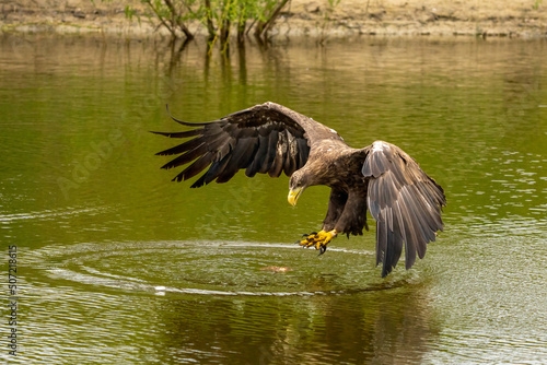 Obraz na płótnie A hunting European eagle makes the landing above water, trees in the background. Grabs the prey in the lake with its claws. Detail, fish, impressive w salonie
