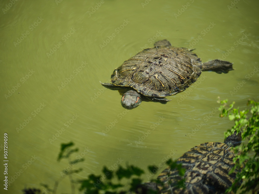 cute turtle swimming in water cute turtle swimming in water