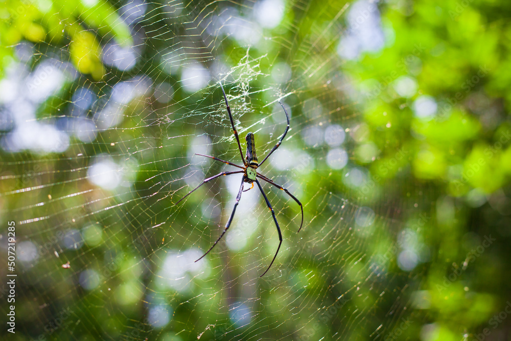 spider in a web on a blurred natural green background. Selective focus. High quality photo spider in a web on a blurred natural green background. Selective focus. High quality photo