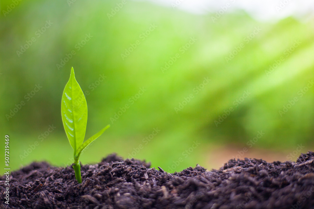 The seedlings grow in the soil for planting. Cultivation for agriculture. Agriculture industry. The seedlings grow in the soil for planting. Cultivation for agriculture. Agriculture industry.