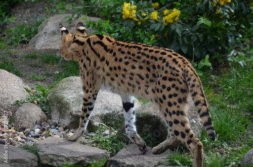 back view of the serval © ola24
