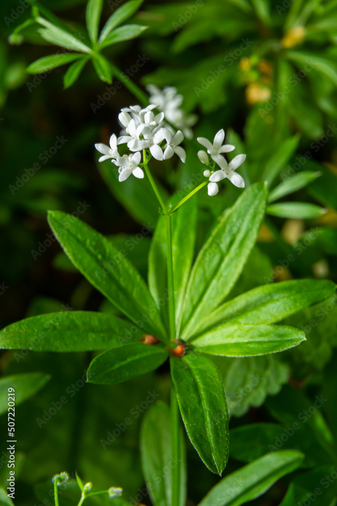 Sweetscented bedstraw, Galium odoratum, flowers in the spring forest. White wildflowers. Close-up Sweetscented bedstraw, Galium odoratum, flowers in the spring forest. White wildflowers. Close-up