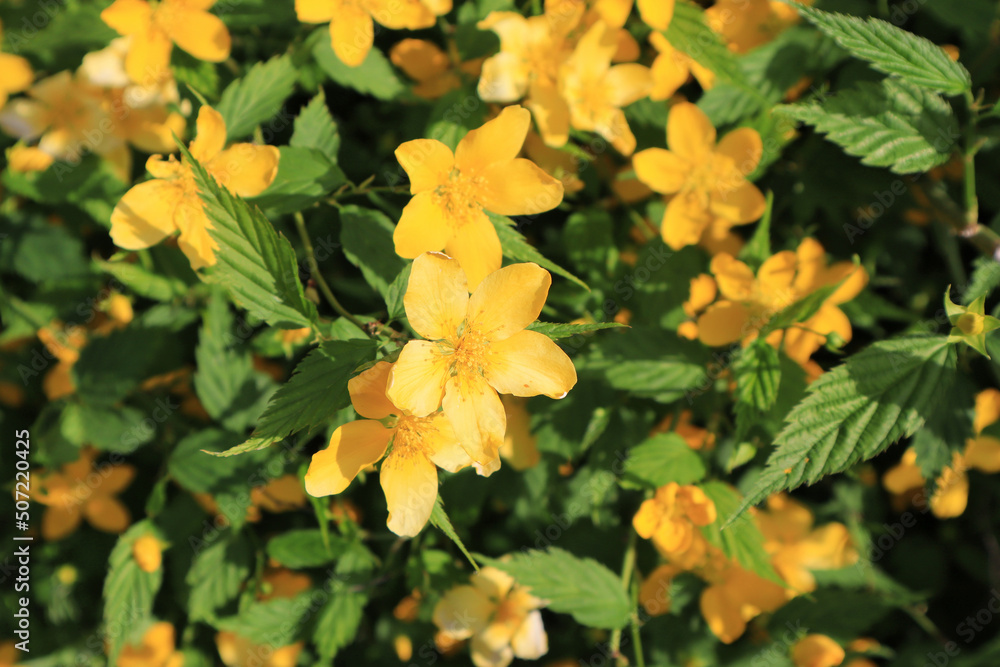 Close up view of bloomimg Kerria japonica Close up view of bloomimg Kerria japonica