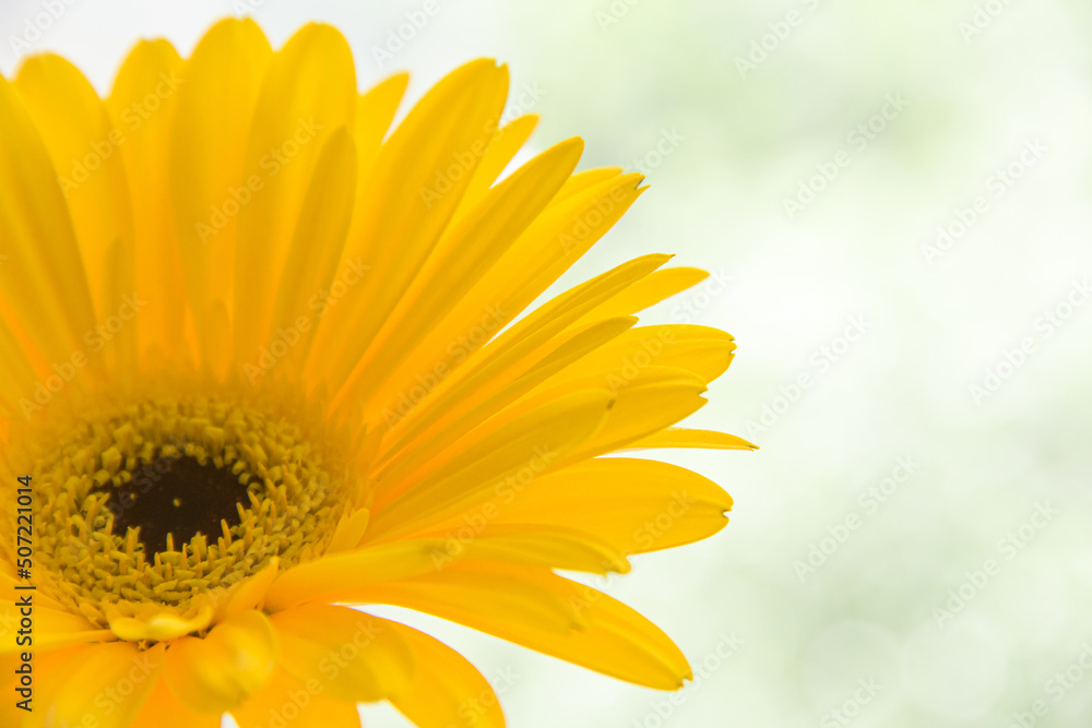 Fototapeta premium Gerbera on a light background. Yellow flower. Photo of nature.