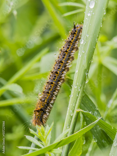 Grasglucke photo