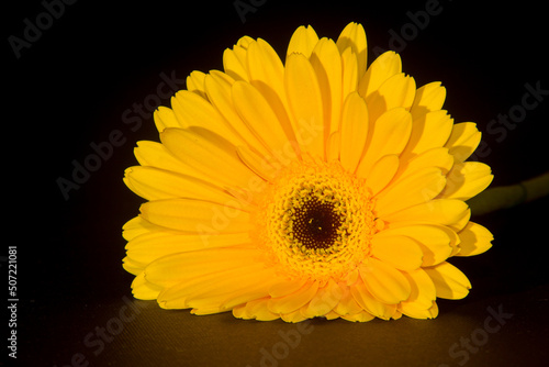 Gerbera on a black background. Yellow flower. Photo of nature.