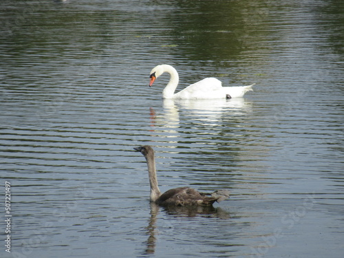 Adult and young mute swans swimming on water.