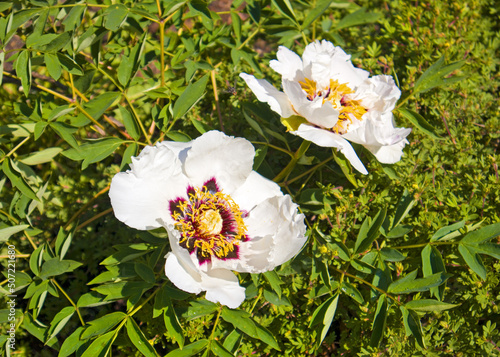 Two flowers of white Paeonia rockii  photo