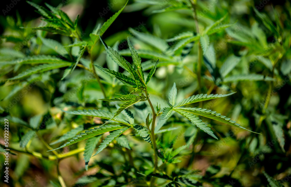 Cannabis plantation in the Chui valley. Bushes of cannabis by a stern plan. Leaves of narcotic plants for the manufacture of anasha. Hemp. marijuana Cannabis plantation in the Chui valley. Bushes of cannabis by a stern plan. Leaves of narcotic plants for the manufacture of anasha. Hemp. marijuana