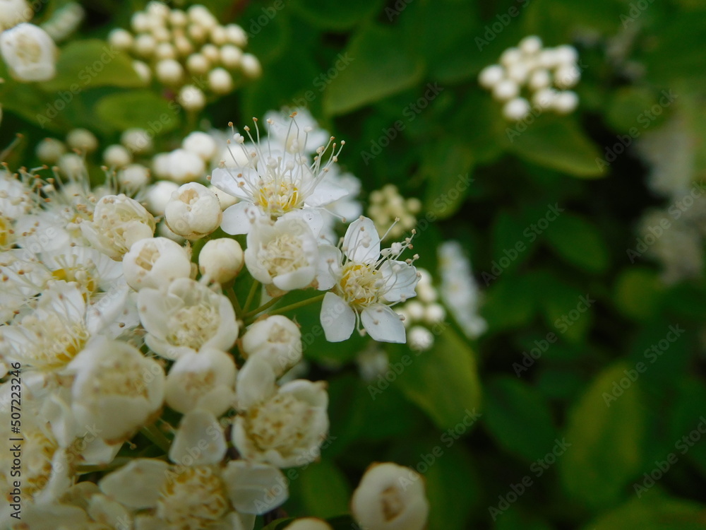 white spirea flowers in spring on blurred green background white spirea flowers in spring on blurred green background