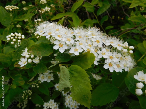 Spiraea flowers close-up, blooming ornamental shrub spirea, white inflorescences