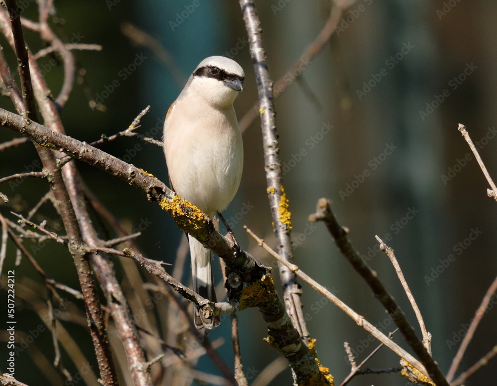 Red-backed shrike sits in the bushes. The red-backed shrike (Lanius collurio) is a carnivorous passerine bird and member of the shrike family Laniidae. Red-backed shrike sits in the bushes. The red-backed shrike (Lanius collurio) is a carnivorous passerine bird and member of the shrike family Laniidae.