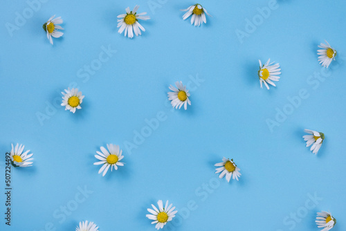background chamomiles daisies or white flowers on a blue background. Summer, bright, trendy background, floral design