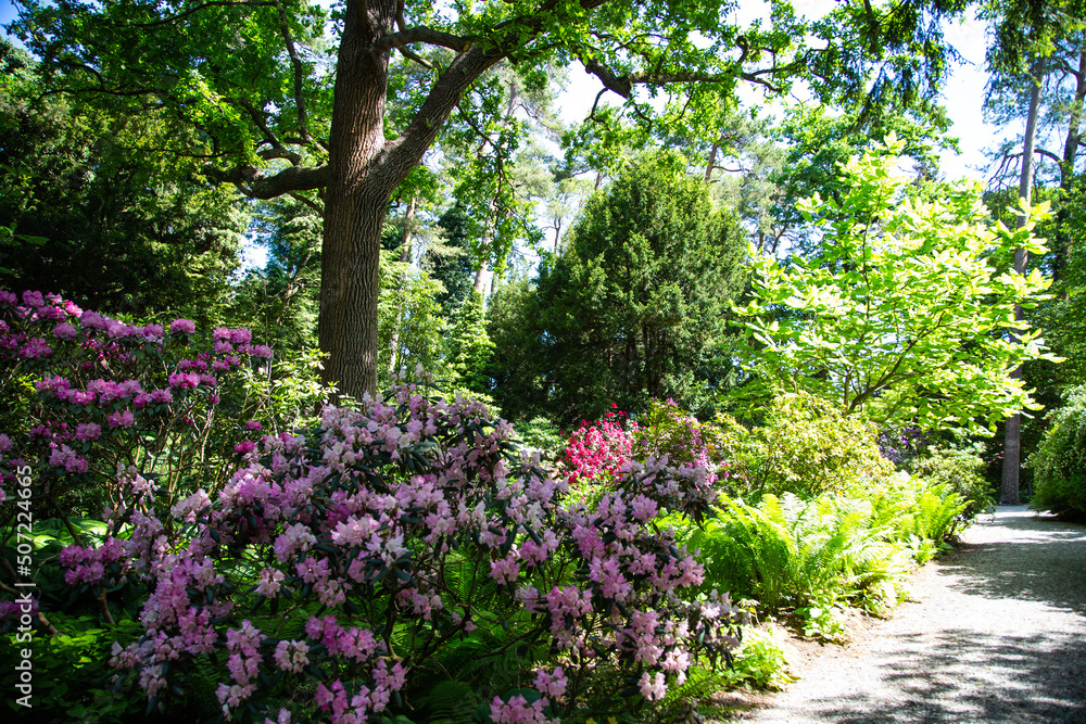 Parkanlage, Rhododendron im Park, Zierpflanzen