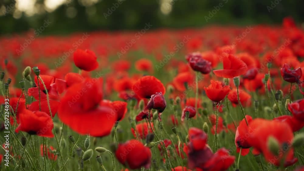 Camera moves between the flowers of red poppies. Poppy as a remembrance symbol and commemoration of the victims of World War. Flying over a flowering opium field on sunset. Slow motion to the right. Camera moves between the flowers of red poppies. Poppy as a remembrance symbol and commemoration of the victims of World War. Flying over a flowering opium field on sunset. Slow motion to the right.