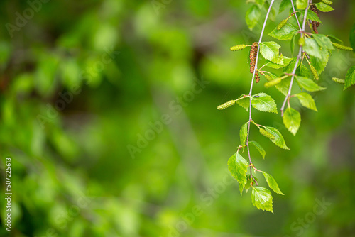 Birch close-up as a background. Birch leaves  branches and bark as a concept of birch sap.