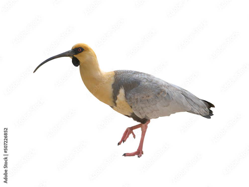 black-faced ibis isolated on white background Stock Photo | Adobe Stock