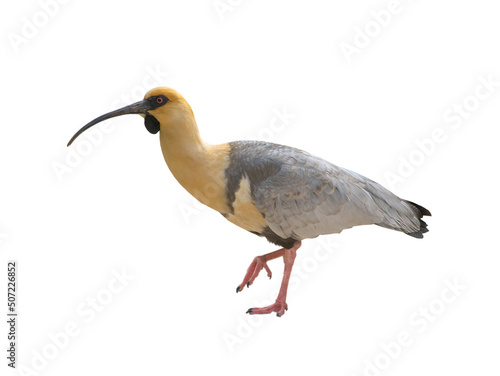 black-faced ibis isolated on white background Fototapeta