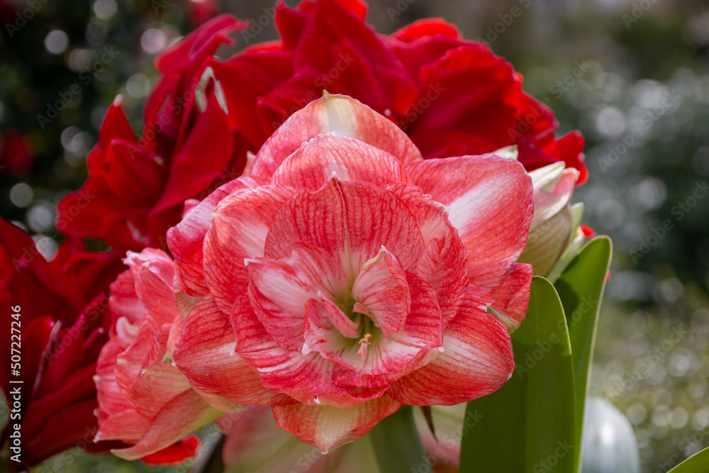 Flowers in spring at Keukenhof Lisse, Netherlands, Holland Flowers in spring at Keukenhof Lisse, Netherlands, Holland