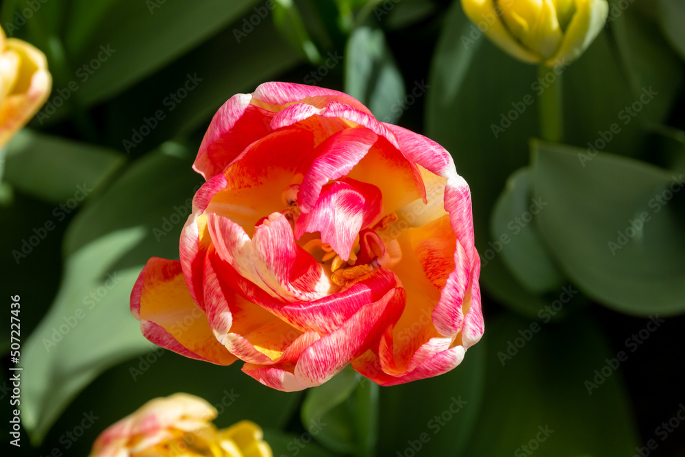 Flowers in spring at Keukenhof Lisse, Netherlands, Holland Flowers in spring at Keukenhof Lisse, Netherlands, Holland