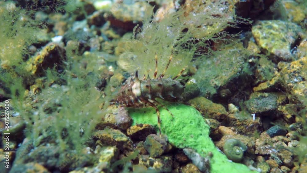 Macro shooting crayfish Acanthogammarus deep underwater in animal world of peculiar wild nature of Lake Baikal in Siberia Russia. Macro shooting crayfish Acanthogammarus deep underwater in animal world of peculiar wild nature of Lake Baikal in Siberia Russia.
