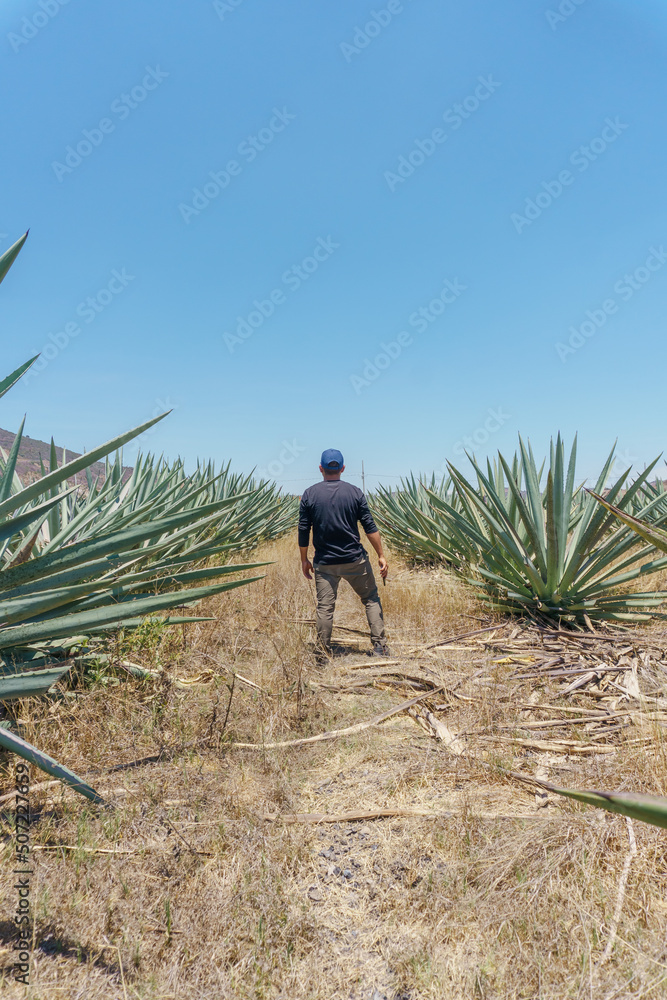 a man from behind in an agave field in oaxaca a man from behind in an agave field in oaxaca