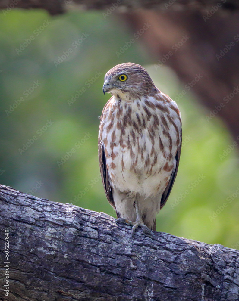 Shikra (Juvenile).shikra is a small bird of prey in the family Accipitridae found widely distributed in Asia and Africa where it is also called the little banded goshawk. Shikra (Juvenile).shikra is a small bird of prey in the family Accipitridae found widely distributed in Asia and Africa where it is also called the little banded goshawk.