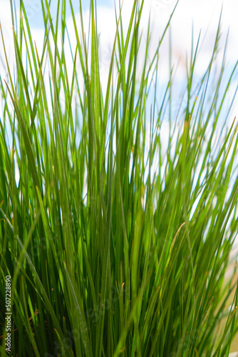 Background, green grass on a background of blue sky and clouds.