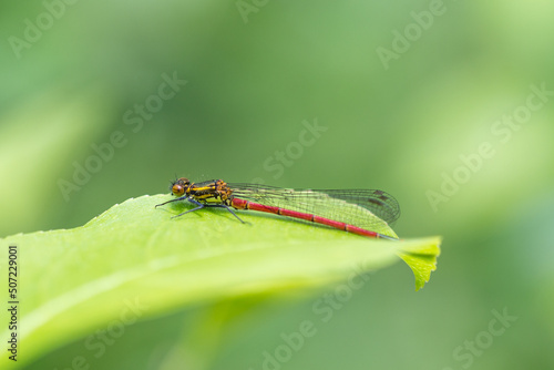 Ważka łunica czerwona na zielonym tle © Henryk Guziak
