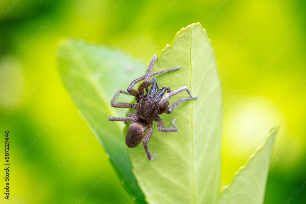 A spider lives in the wild, North China A spider lives in the wild, North China