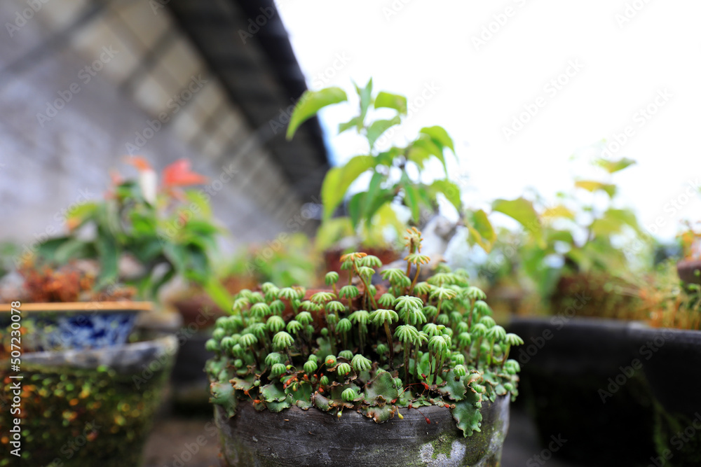 The bryophytes in the flower pot are in a nursery, North China The bryophytes in the flower pot are in a nursery, North China