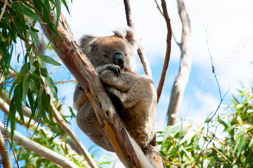Wild Koala - Kangaroo Island