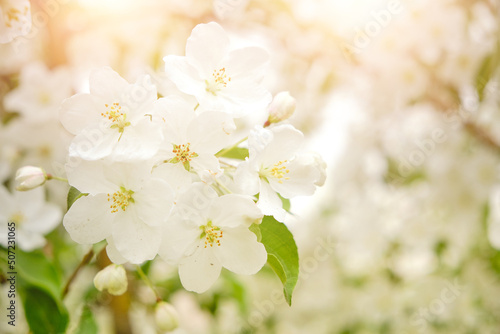 White flowers branch blooming apple tree.