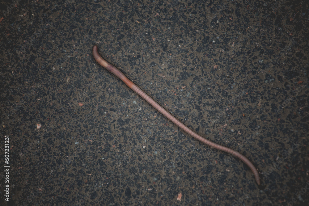 An earthworm on a gray asphalt road. Close-up view from above.