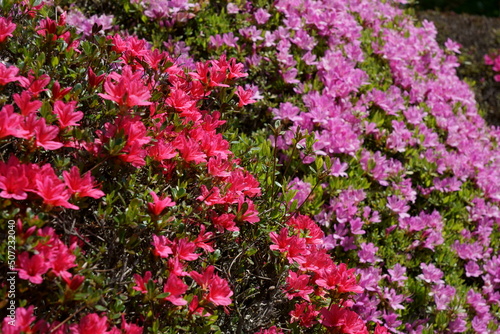 Fototapeta Naklejka Na Ścianę i Meble -  公園のカラフルなツツジの花が満開です