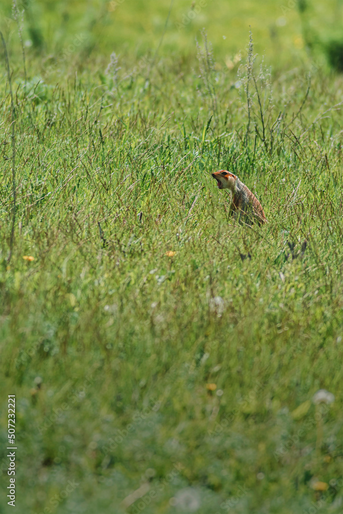 a gopher in the field yells