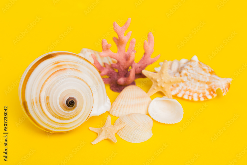 Obraz premium Beach seashells on colored background. Mock up with copy space
