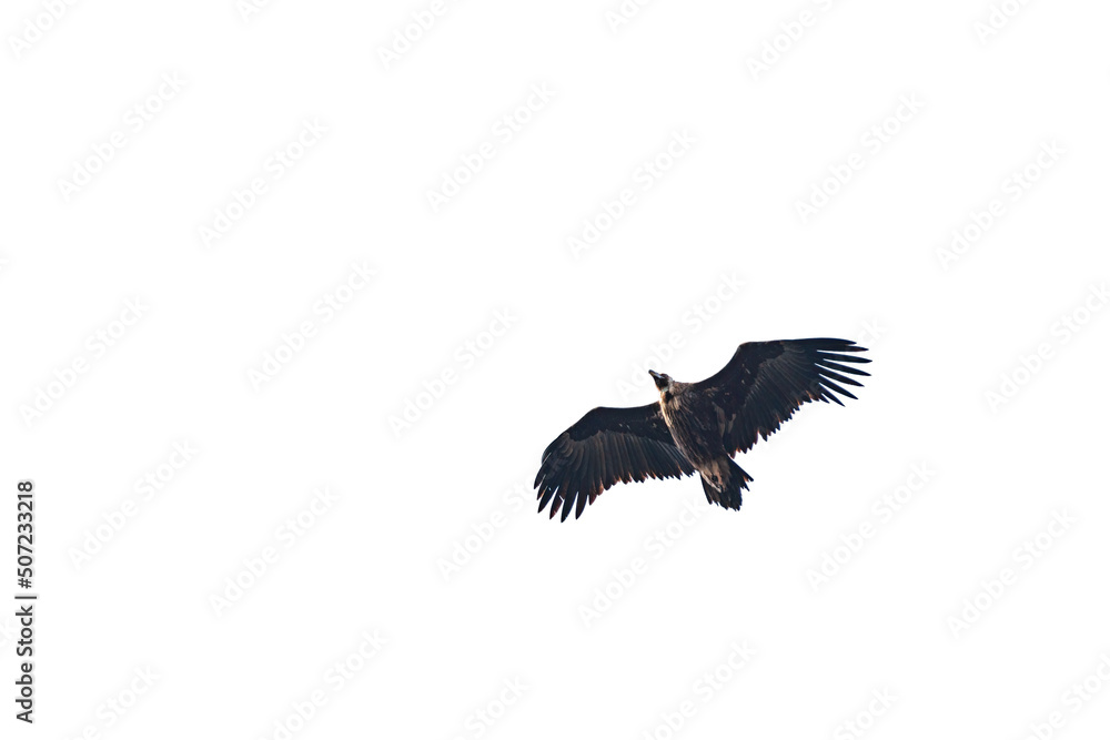 Bottom view of vulture flying isolated on white background Bottom view of vulture flying isolated on white background